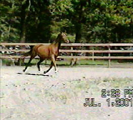 Winsome Winner3