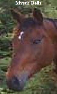 Teak's Head cr